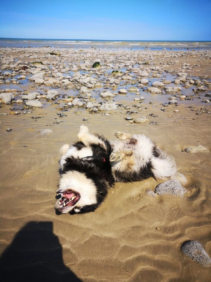 Hey Pandas, Share A Photo Of Your Pet That Is Rather Unflattering Hey Pandas, Share A Photo Of Your Pet That Is Rather Unflattering