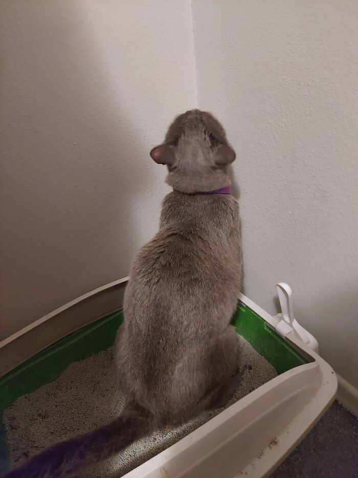 Hey Pandas, Share A Photo Of Your Pet That Is Rather Unflattering Hey Pandas, Share A Photo Of Your Pet That Is Rather Unflattering