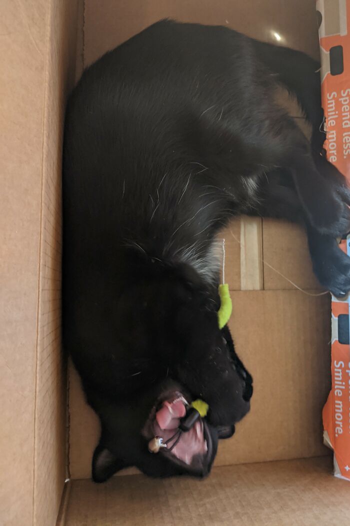 Hey Pandas, Share A Photo Of Your Pet That Is Rather Unflattering Hey Pandas, Share A Photo Of Your Pet That Is Rather Unflattering