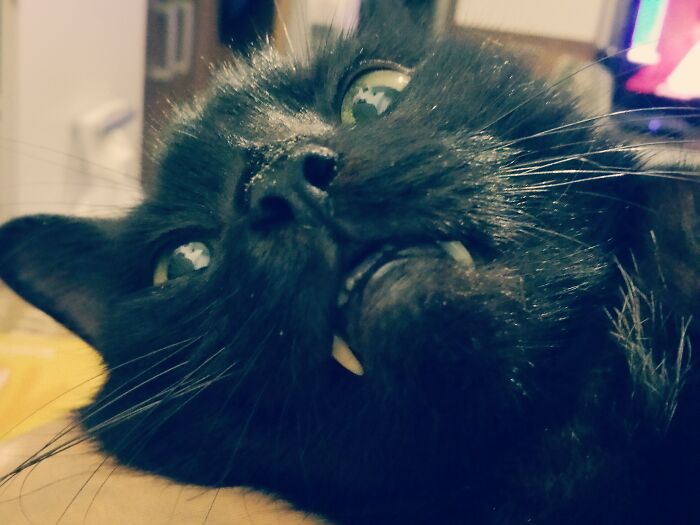 Hey Pandas, Share A Photo Of Your Pet That Is Rather Unflattering Hey Pandas, Share A Photo Of Your Pet That Is Rather Unflattering