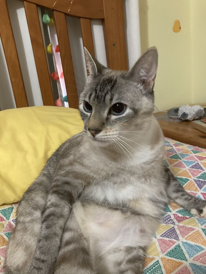 Hey Pandas, Share A Photo Of Your Pet That Is Rather Unflattering Hey Pandas, Share A Photo Of Your Pet That Is Rather Unflattering