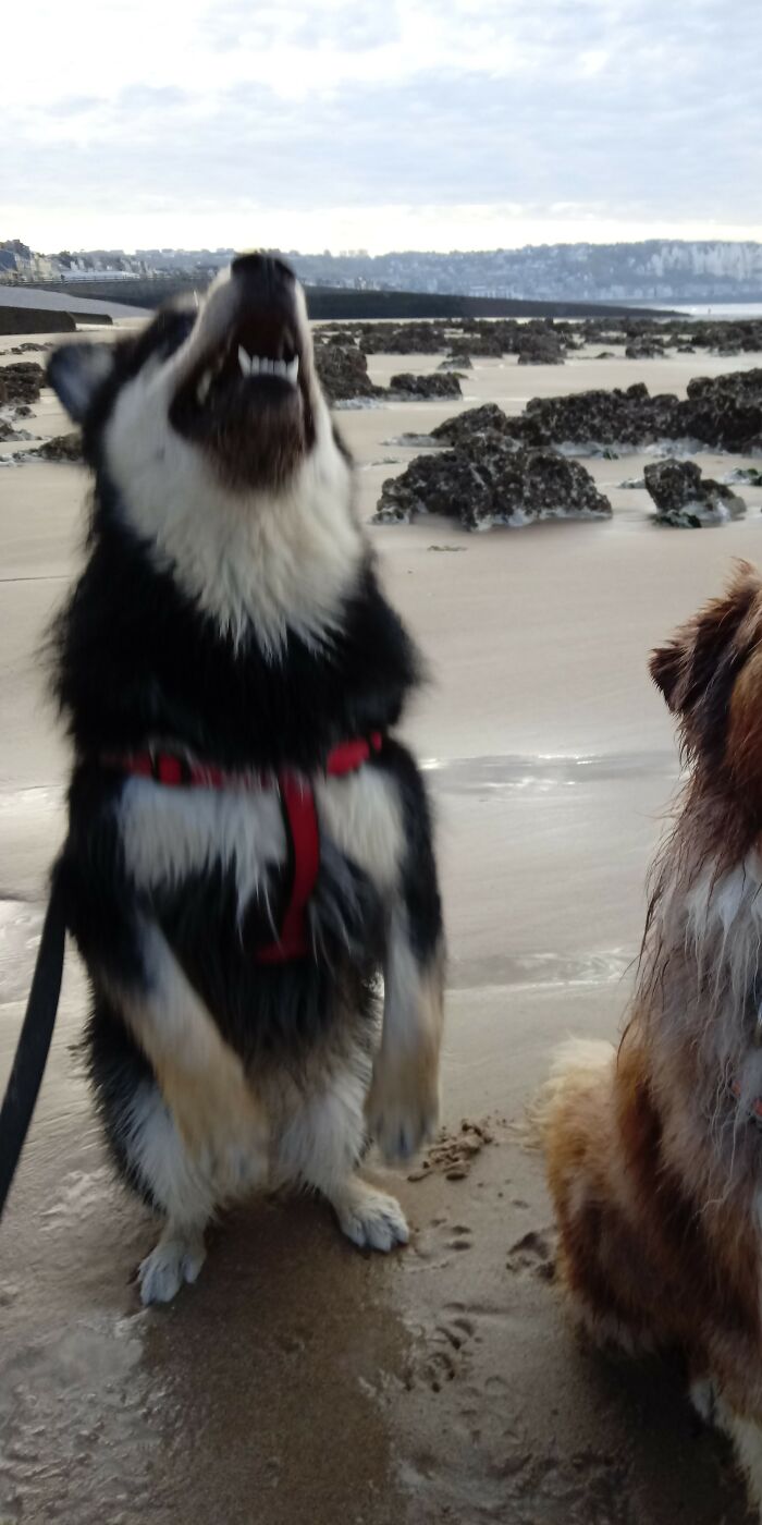 Hey Pandas, Share A Photo Of Your Pet That Is Rather Unflattering Hey Pandas, Share A Photo Of Your Pet That Is Rather Unflattering