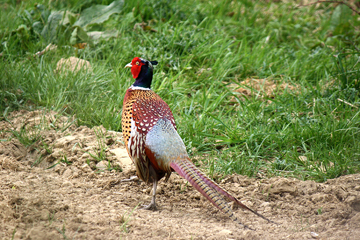 30 Foods That Foreigners Consider To Be Delicacies But For Locals They’re Common, Shared In This Online Group 30 Foods That Foreigners Consider To Be Delicacies But For Locals They’re Common, Shared In This Online Group