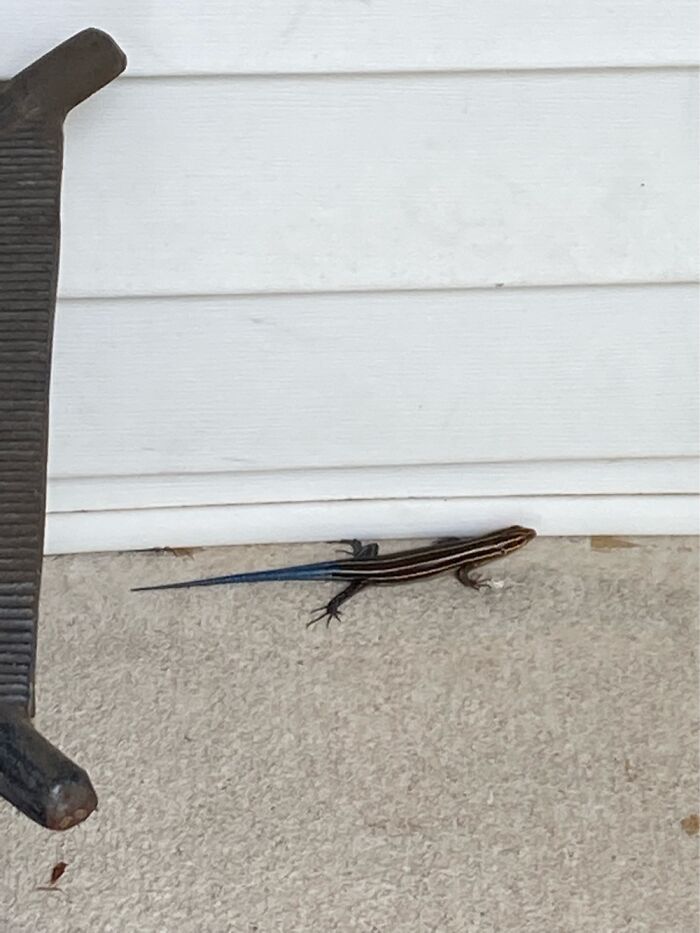 Hey Pandas, Share Your Pets Favorite Toy (Closed)