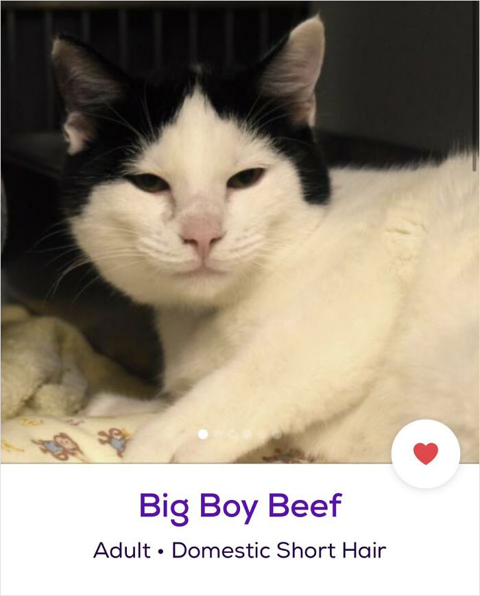 40 Hilariously-Creative Pet Names Shared By The “Petfinder Names” Twitter Page 40 Hilariously-Creative Pet Names Shared By The “Petfinder Names” Twitter Page