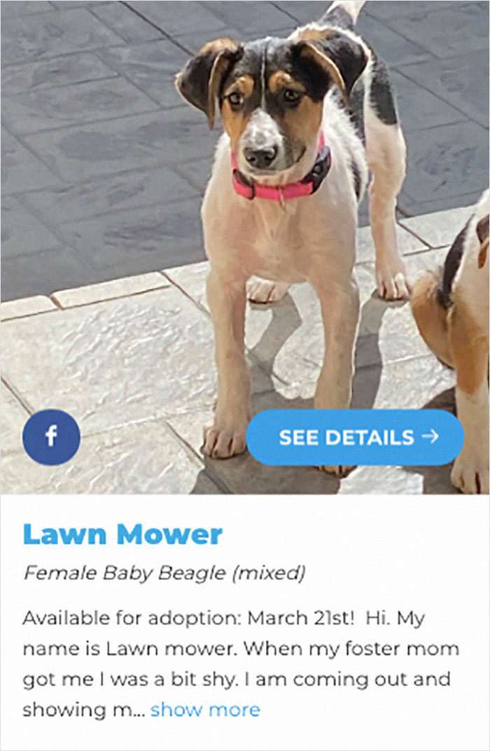 40 Hilariously-Creative Pet Names Shared By The “Petfinder Names” Twitter Page 40 Hilariously-Creative Pet Names Shared By The “Petfinder Names” Twitter Page