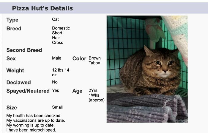 40 Hilariously-Creative Pet Names Shared By The “Petfinder Names” Twitter Page 40 Hilariously-Creative Pet Names Shared By The “Petfinder Names” Twitter Page