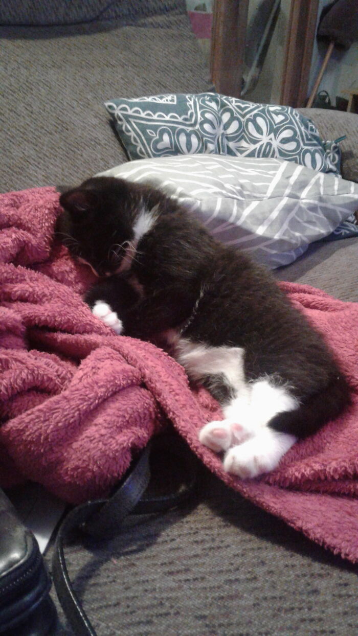 Hey Pandas, Show All Your Pets (Closed) Hey Pandas, Show All Your Pets (Closed)