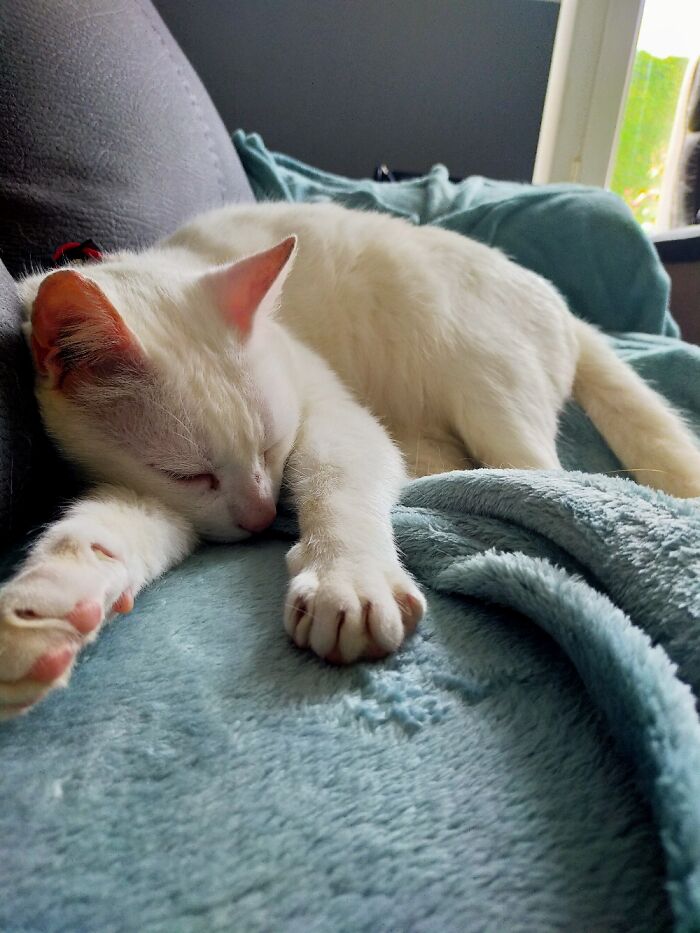 Hey Pandas, Show All Your Pets (Closed) Hey Pandas, Show All Your Pets (Closed)