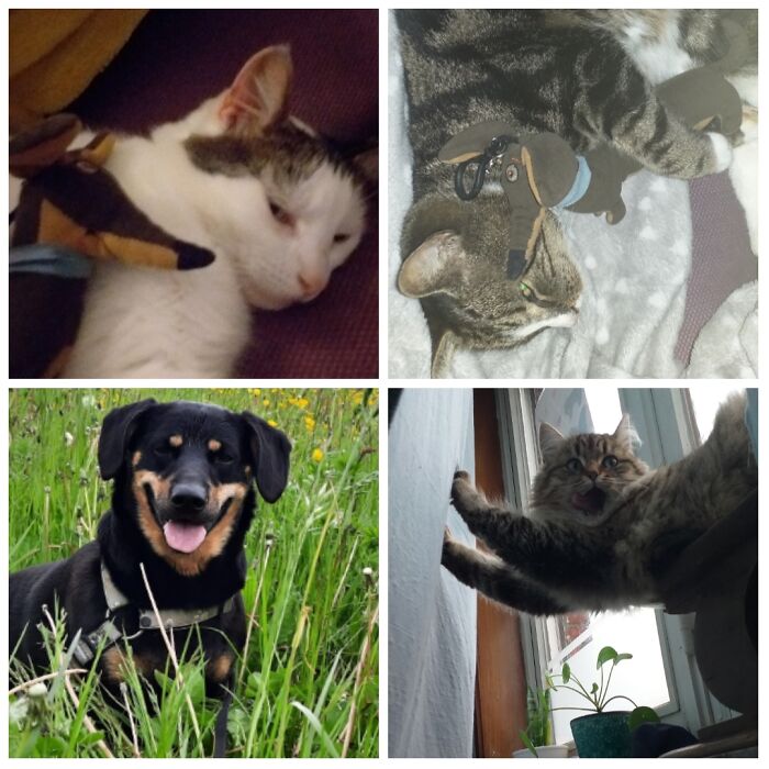 Hey Pandas, Show All Your Pets (Closed) Hey Pandas, Show All Your Pets (Closed)