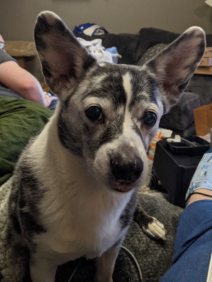 Hey Pandas, Show All Your Pets (Closed) Hey Pandas, Show All Your Pets (Closed)