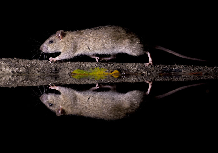 To Change People’s Negative Perceptions Of Rats, I Started Photographing Them In A Nice Way (19 Pics) To Change People’s Negative Perceptions Of Rats, I Started Photographing Them In A Nice Way (19 Pics)