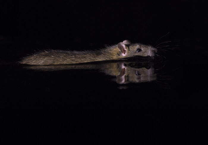 To Change People’s Negative Perceptions Of Rats, I Started Photographing Them In A Nice Way (19 Pics) To Change People’s Negative Perceptions Of Rats, I Started Photographing Them In A Nice Way (19 Pics)