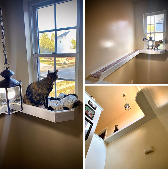 50 Spoiled Cats That Probably Live Better Than You (New Pics) 50 Spoiled Cats That Probably Live Better Than You (New Pics)