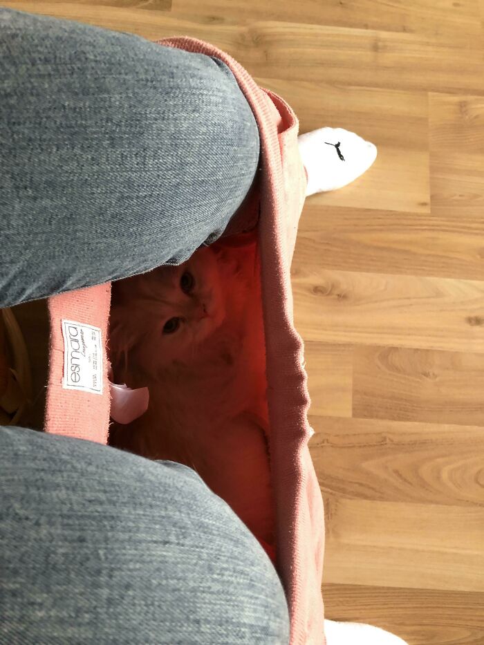 50 Spoiled Cats That Probably Live Better Than You (New Pics) 50 Spoiled Cats That Probably Live Better Than You (New Pics)