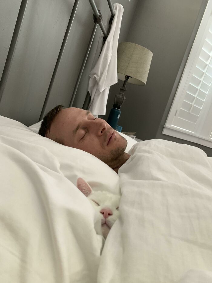 50 Spoiled Cats That Probably Live Better Than You (New Pics) 50 Spoiled Cats That Probably Live Better Than You (New Pics)