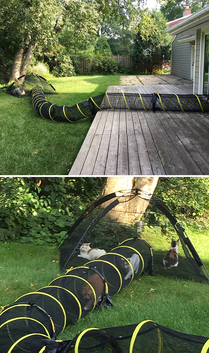 50 Spoiled Cats That Probably Live Better Than You (New Pics) 50 Spoiled Cats That Probably Live Better Than You (New Pics)