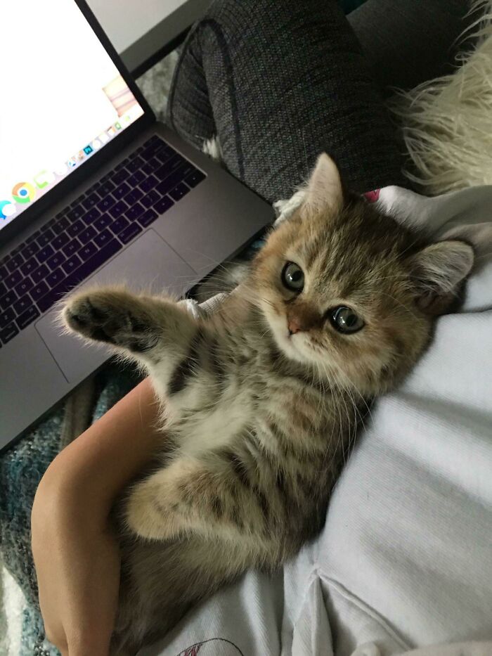 50 Spoiled Cats That Probably Live Better Than You (New Pics) 50 Spoiled Cats That Probably Live Better Than You (New Pics)