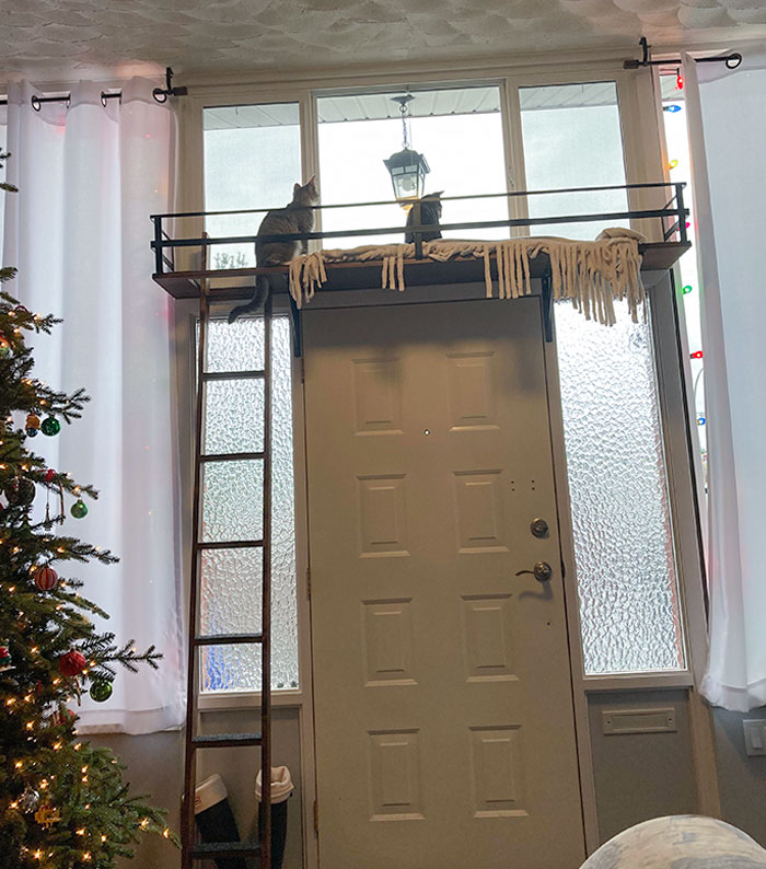 50 Spoiled Cats That Probably Live Better Than You (New Pics) 50 Spoiled Cats That Probably Live Better Than You (New Pics)