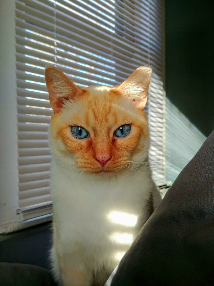 50 Spoiled Cats That Probably Live Better Than You (New Pics) 50 Spoiled Cats That Probably Live Better Than You (New Pics)