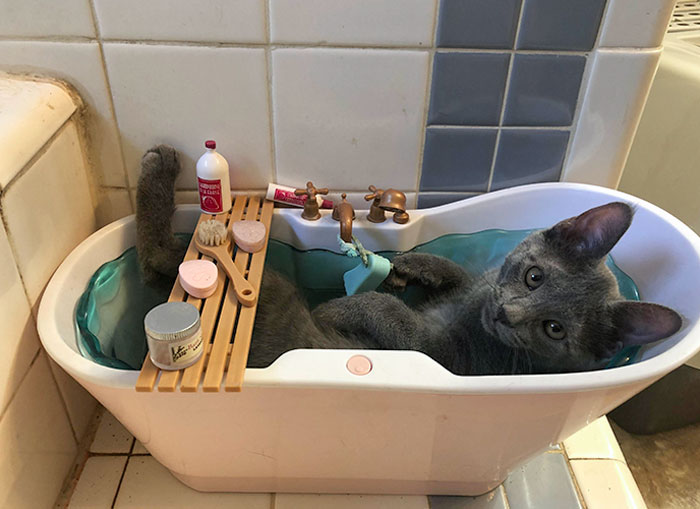 50 Spoiled Cats That Probably Live Better Than You (New Pics) 50 Spoiled Cats That Probably Live Better Than You (New Pics)