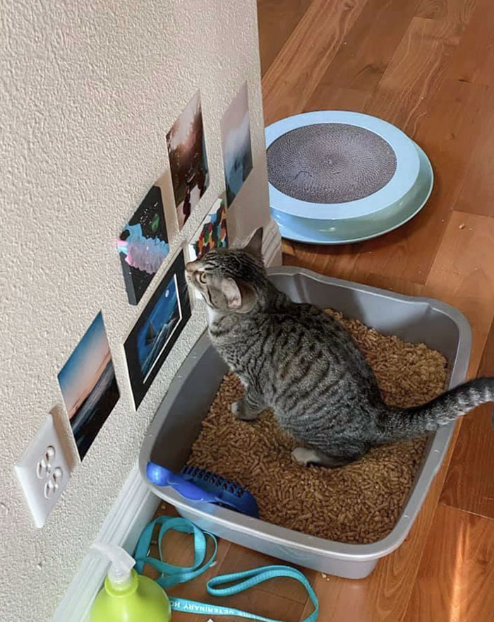 50 Spoiled Cats That Probably Live Better Than You (New Pics) 50 Spoiled Cats That Probably Live Better Than You (New Pics)