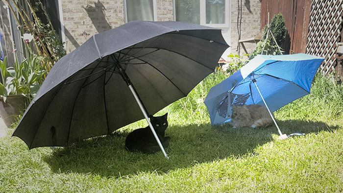 50 Spoiled Cats That Probably Live Better Than You (New Pics) 50 Spoiled Cats That Probably Live Better Than You (New Pics)