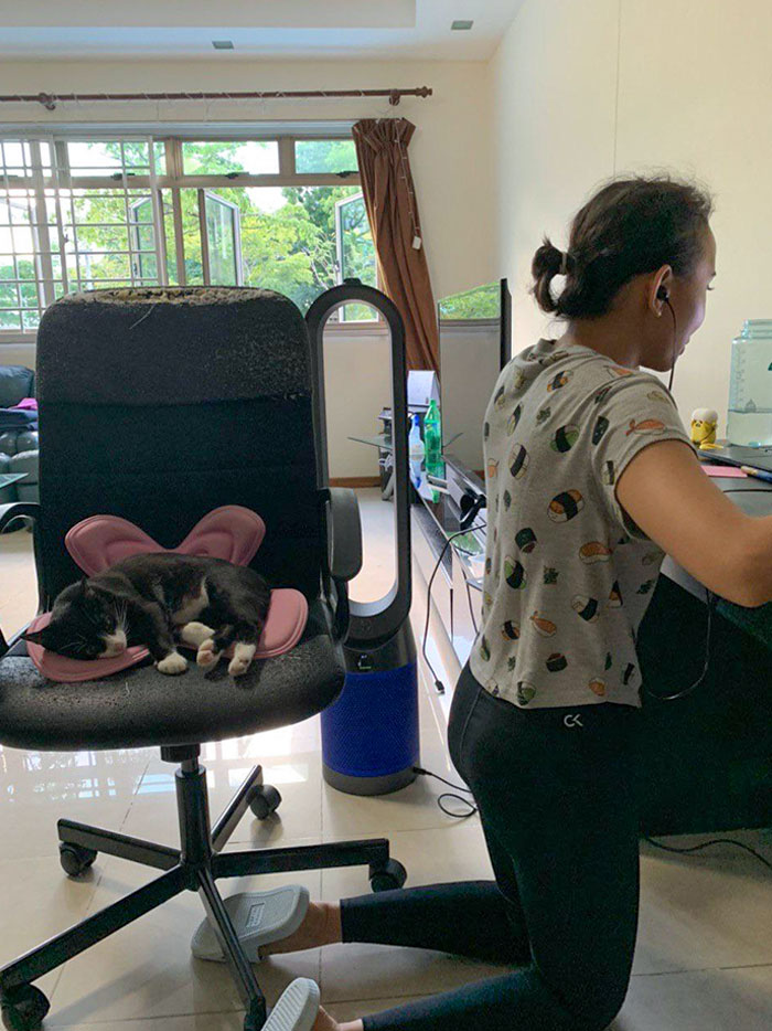 50 Spoiled Cats That Probably Live Better Than You (New Pics) 50 Spoiled Cats That Probably Live Better Than You (New Pics)