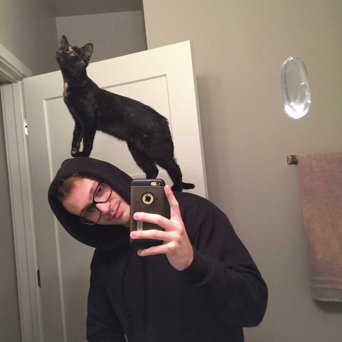 50 Spoiled Cats That Probably Live Better Than You (New Pics) 50 Spoiled Cats That Probably Live Better Than You (New Pics)