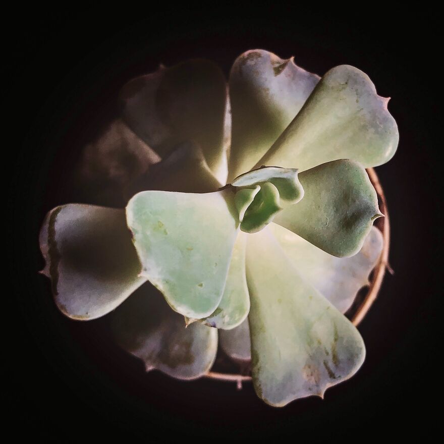 My Lockdown iPhonography My Lockdown iPhonography