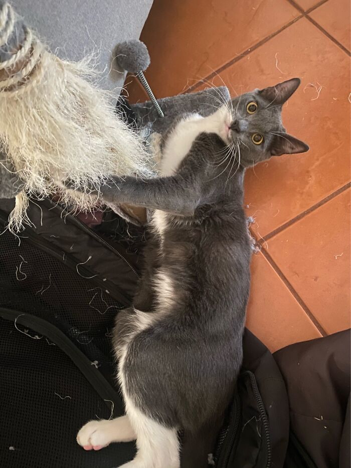 Hi Pandas, Post A Cute Animal Picture That Made You Smile (Closed)