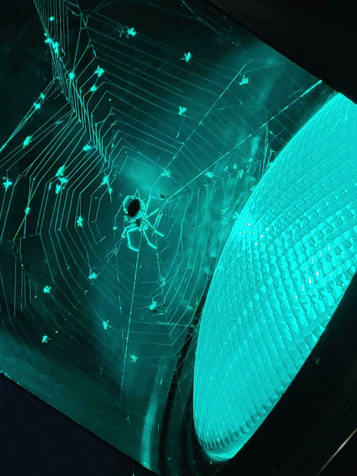 35 Spiders That Are Extra Scary Because Of Where They Were Found 35 Spiders That Are Extra Scary Because Of Where They Were Found