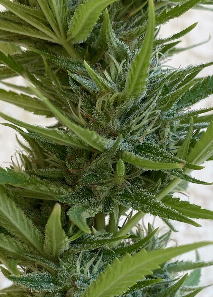 35 Spiders That Are Extra Scary Because Of Where They Were Found 35 Spiders That Are Extra Scary Because Of Where They Were Found