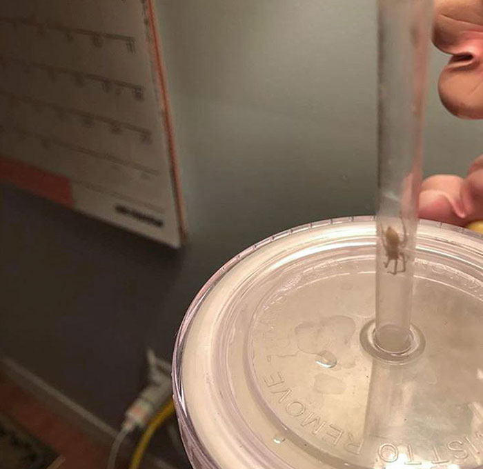 35 Spiders That Are Extra Scary Because Of Where They Were Found 35 Spiders That Are Extra Scary Because Of Where They Were Found