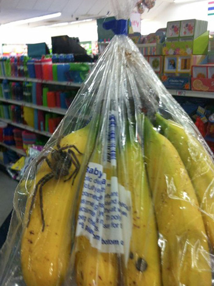 35 Spiders That Are Extra Scary Because Of Where They Were Found 35 Spiders That Are Extra Scary Because Of Where They Were Found