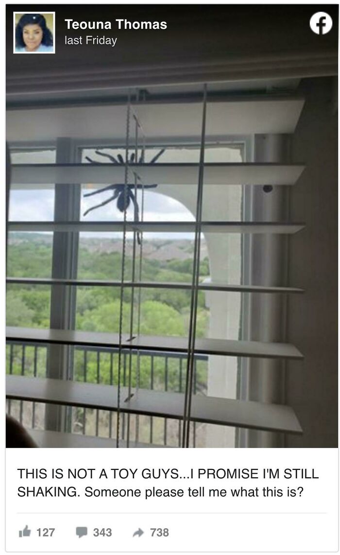 35 Spiders That Are Extra Scary Because Of Where They Were Found 35 Spiders That Are Extra Scary Because Of Where They Were Found