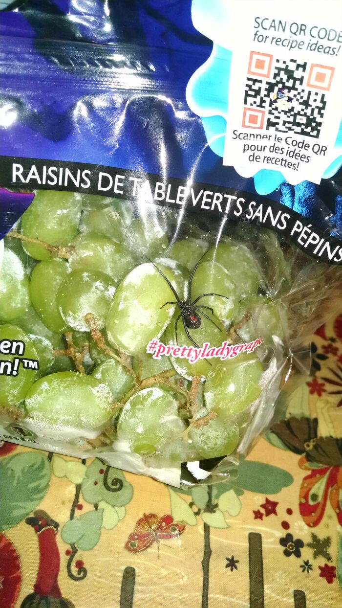 35 Spiders That Are Extra Scary Because Of Where They Were Found 35 Spiders That Are Extra Scary Because Of Where They Were Found