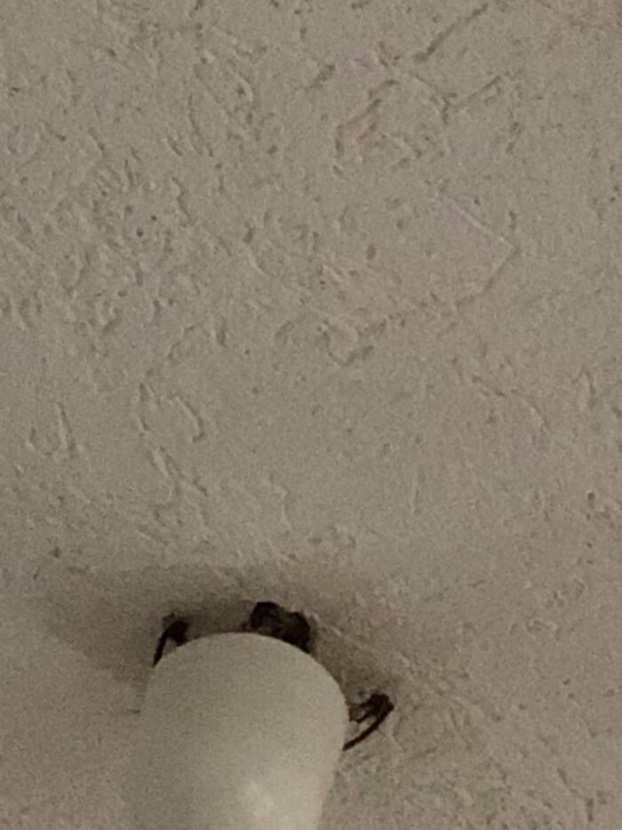 35 Spiders That Are Extra Scary Because Of Where They Were Found 35 Spiders That Are Extra Scary Because Of Where They Were Found