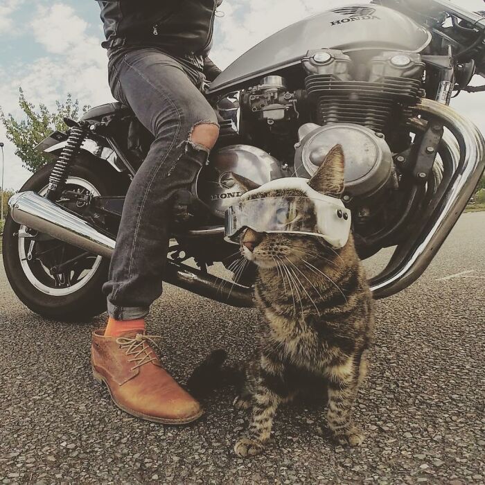 Owner Brings His Cat Everywhere And They Go On All Kinds Of Crazy Adventures Together (30 Pics)