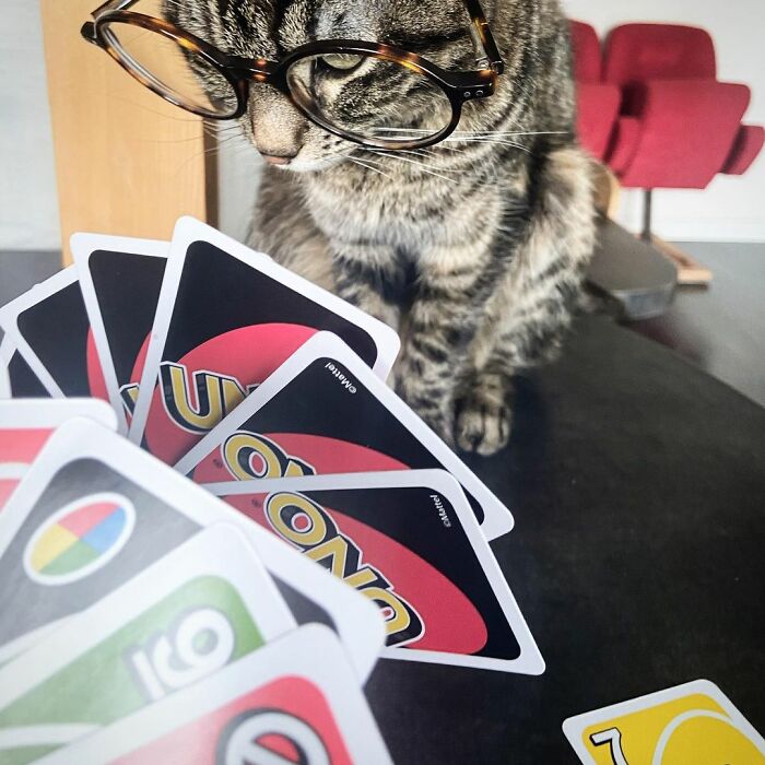 Owner Brings His Cat Everywhere And They Go On All Kinds Of Crazy Adventures Together (30 Pics)