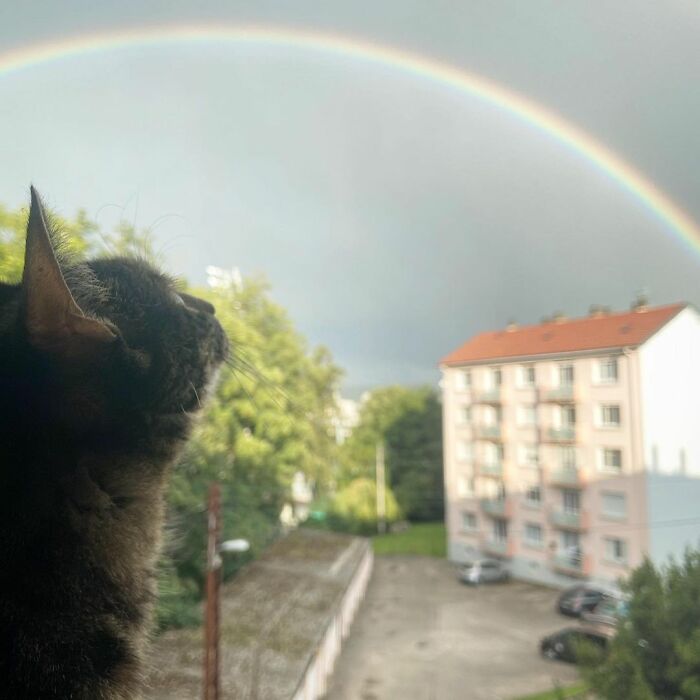 Owner Brings His Cat Everywhere And They Go On All Kinds Of Crazy Adventures Together (30 Pics)