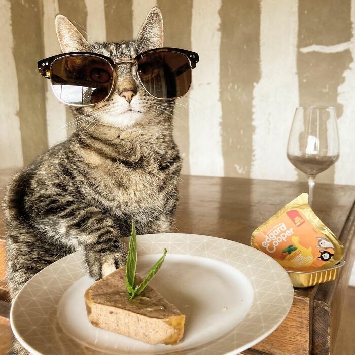 Owner Brings His Cat Everywhere And They Go On All Kinds Of Crazy Adventures Together (30 Pics)