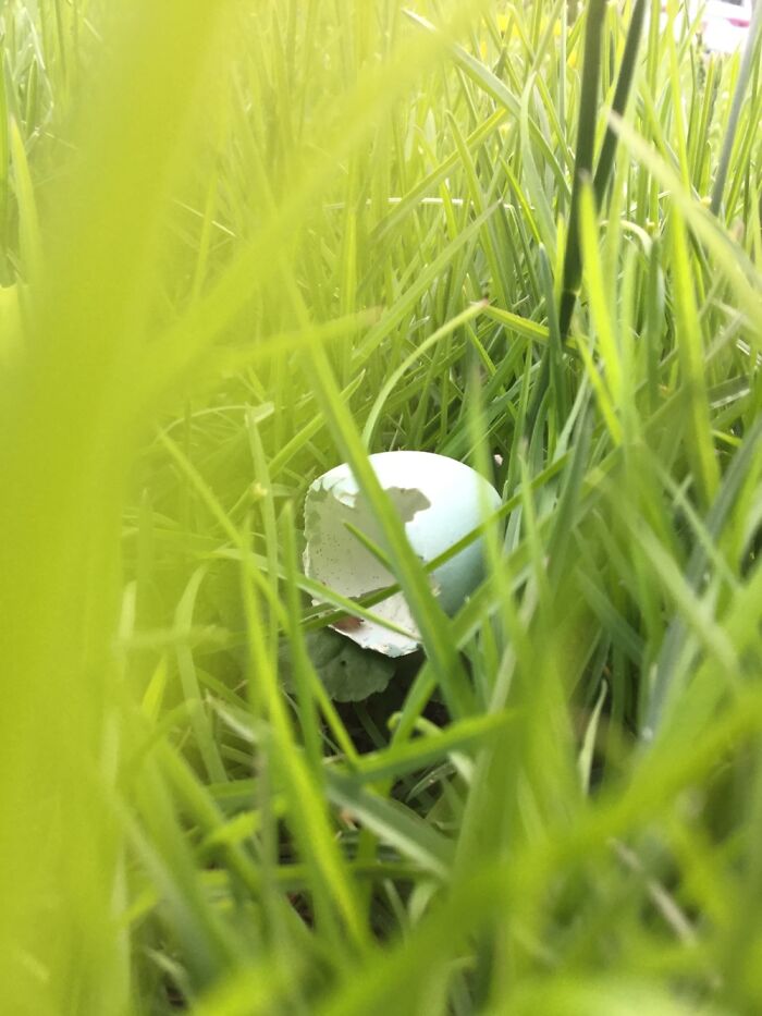 Hey Pandas, Show Me The Most Magical Or Unreal Photo On Your Camera Roll (Closed)