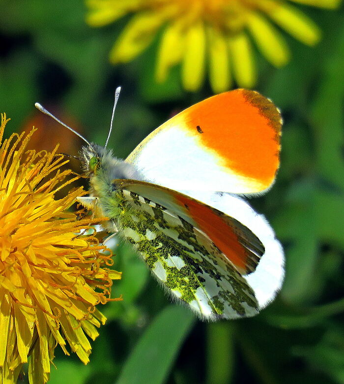 Hey Pandas, Show Me The Most Magical Or Unreal Photo On Your Camera Roll (Closed)