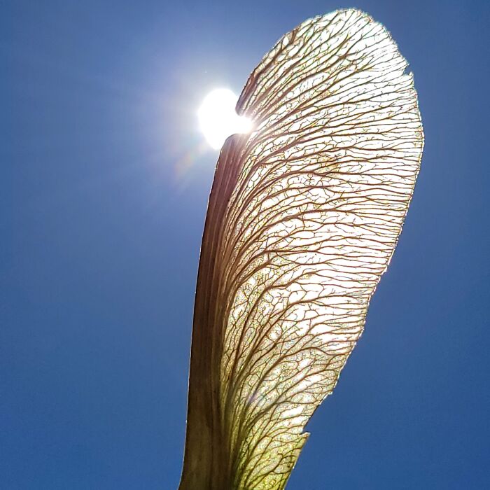 Hey Pandas, Show Me The Most Magical Or Unreal Photo On Your Camera Roll (Closed)