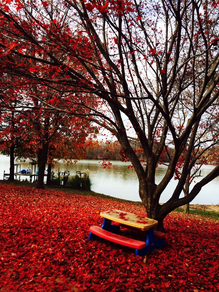 Hey Pandas, Show Me The Most Magical Or Unreal Photo On Your Camera Roll (Closed)