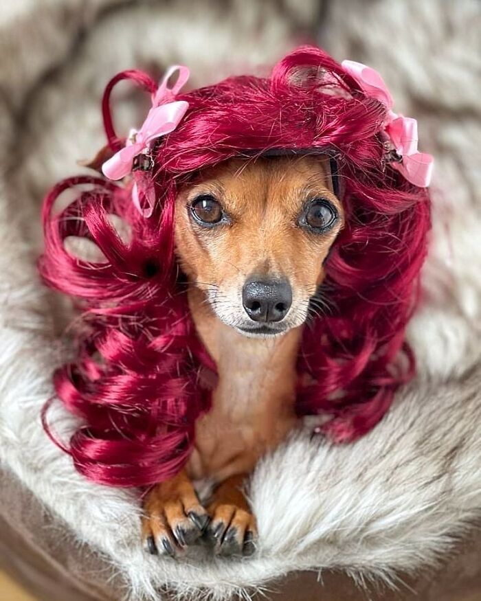 35 People Are Sharing Photos Of Their Dogs Wearing Wigs, And It’s Absolutely Hilarious 35 People Are Sharing Photos Of Their Dogs Wearing Wigs, And It’s Absolutely Hilarious