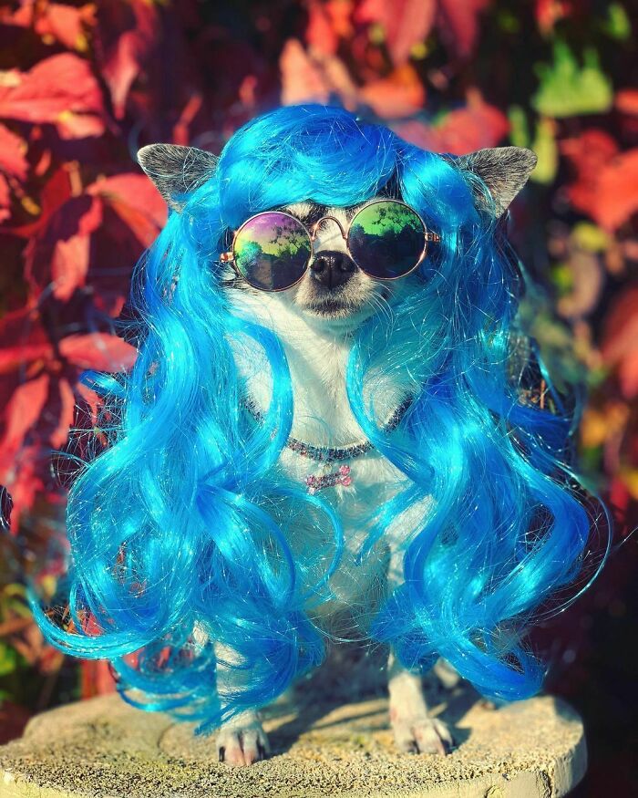 35 People Are Sharing Photos Of Their Dogs Wearing Wigs, And It’s Absolutely Hilarious 35 People Are Sharing Photos Of Their Dogs Wearing Wigs, And It’s Absolutely Hilarious