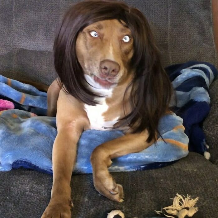 35 People Are Sharing Photos Of Their Dogs Wearing Wigs, And It’s Absolutely Hilarious 35 People Are Sharing Photos Of Their Dogs Wearing Wigs, And It’s Absolutely Hilarious