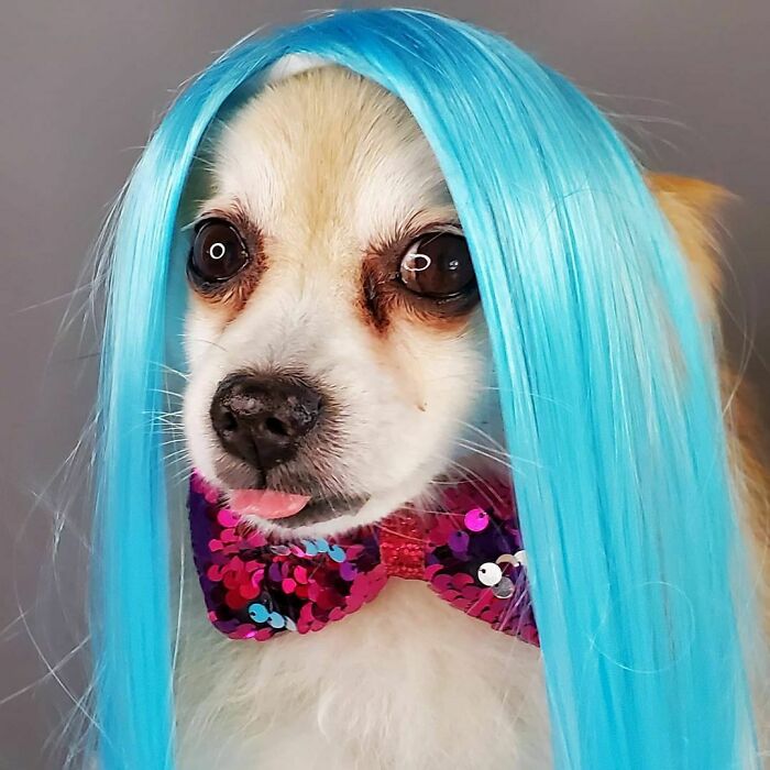 35 People Are Sharing Photos Of Their Dogs Wearing Wigs, And It’s Absolutely Hilarious 35 People Are Sharing Photos Of Their Dogs Wearing Wigs, And It’s Absolutely Hilarious